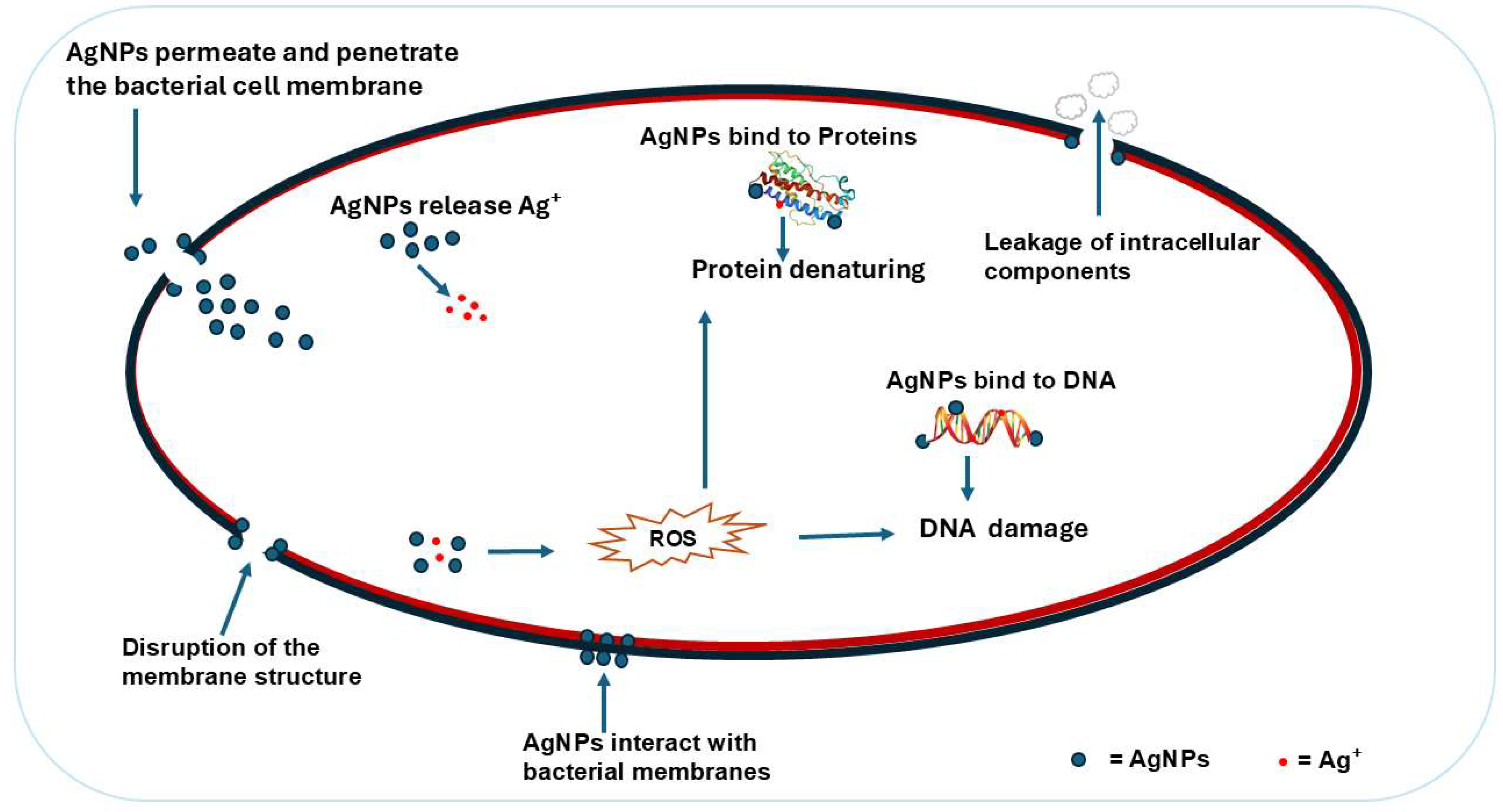 nano-silver-antimicrobial-mechanism-1 nano-silver-antimicrobial-mechanism-1